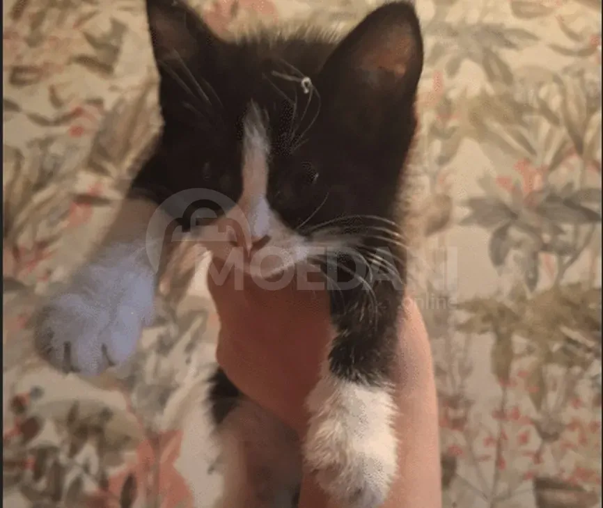 British kittens for sale Gori - photo 5