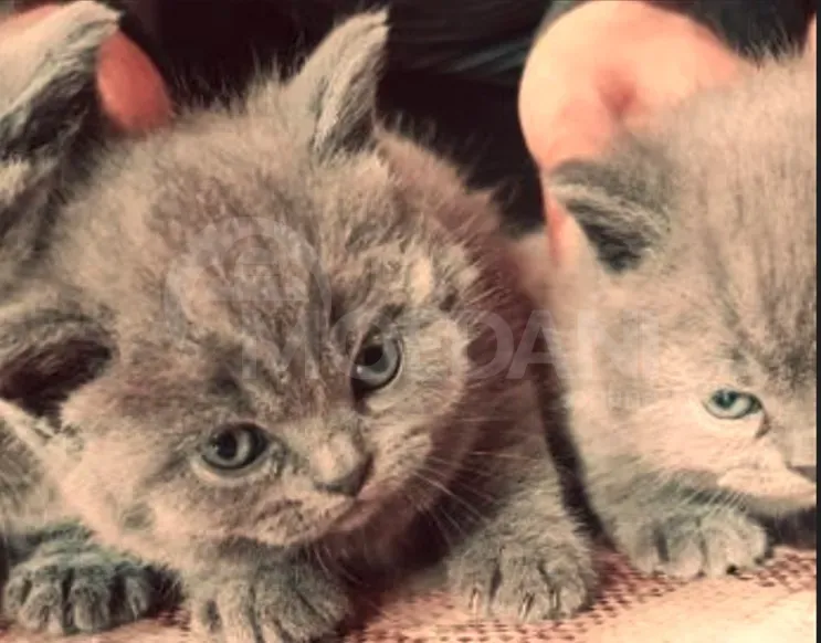 British kittens for sale Gori - photo 4