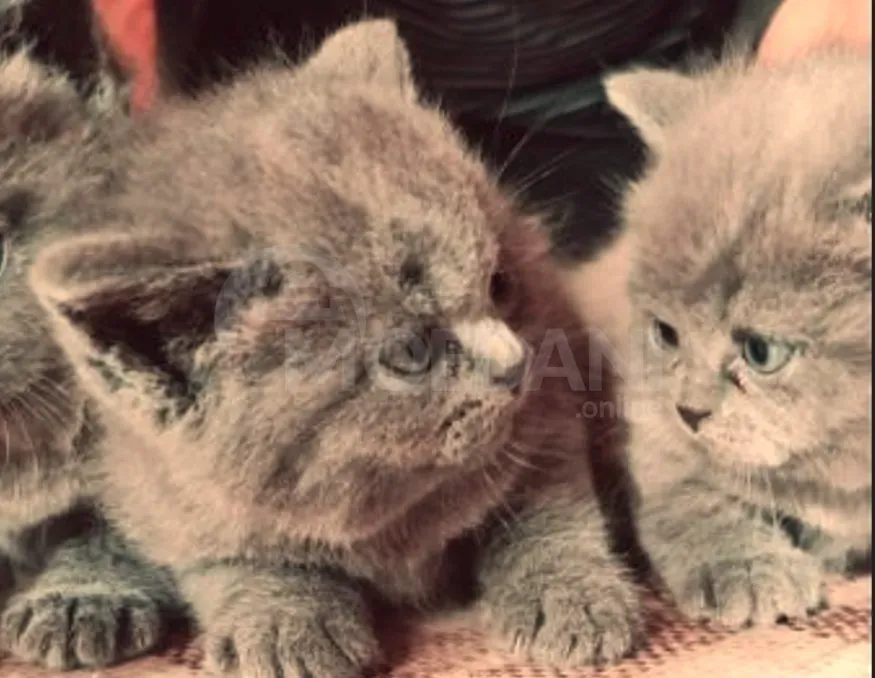 British kittens for sale Gori - photo 3