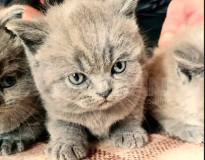 British kittens for sale Gori - photo 1