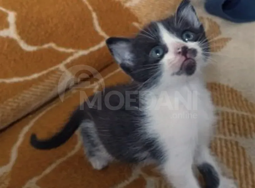 Ката | котята Зугдиди - изображение 3