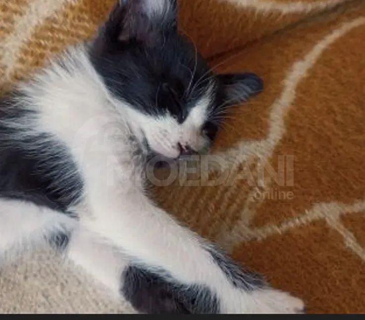 Ката | котята Зугдиди - изображение 5