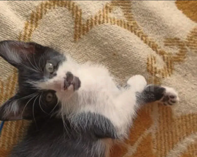 Ката | котята Зугдиди - изображение 1