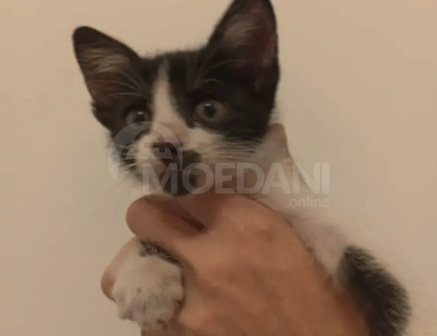 Ката | котята Зугдиди - изображение 4