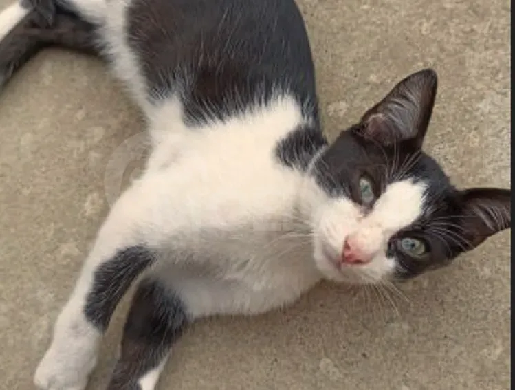 Ката | котята Зугдиди - изображение 6