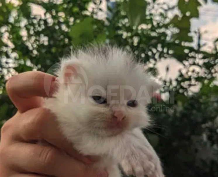 Purebred Persian kitten Khwadi for sale Tbilisi - photo 2