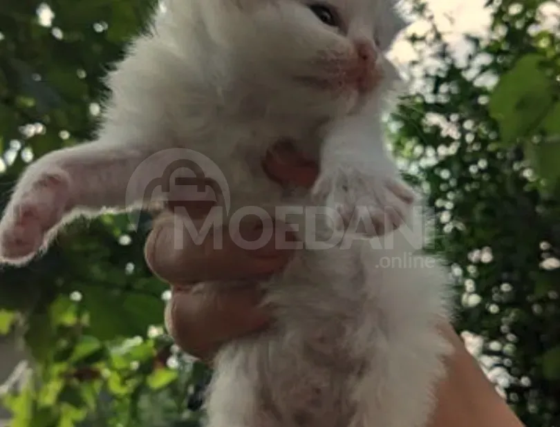 Purebred Persian kitten Khwadi for sale Tbilisi - photo 1