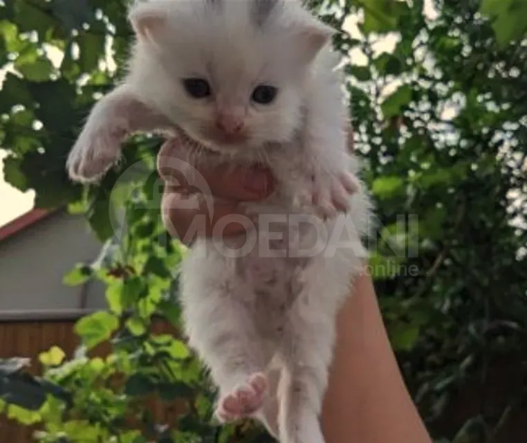 Purebred Persian kitten Khwadi for sale Tbilisi - photo 3