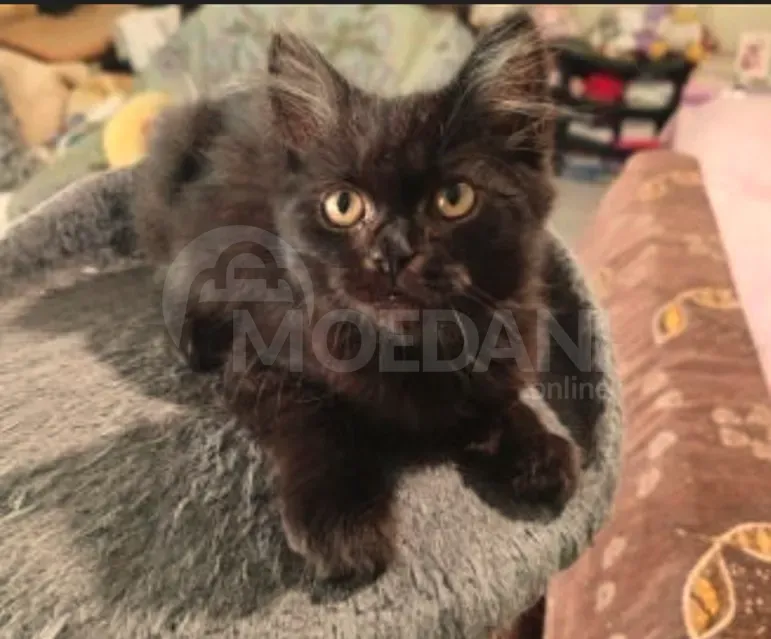 Ბritan kitten Tbilisi - photo 1