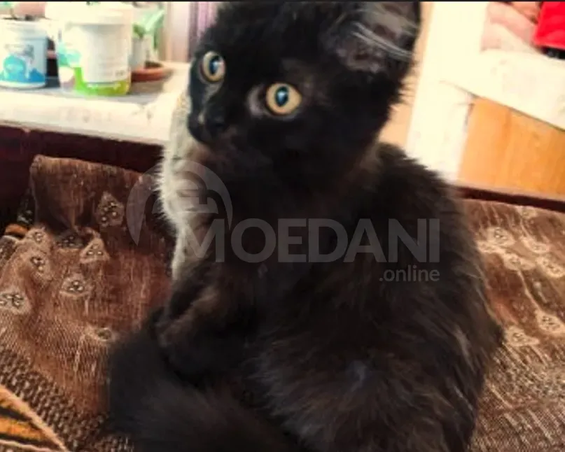 Ბritan kitten Tbilisi - photo 5