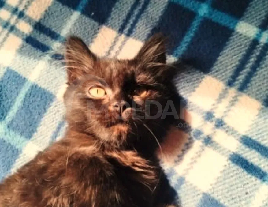 Ბritan kitten Tbilisi - photo 4