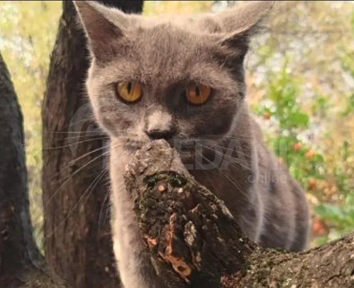 Ბritan kitten Tbilisi - photo 6