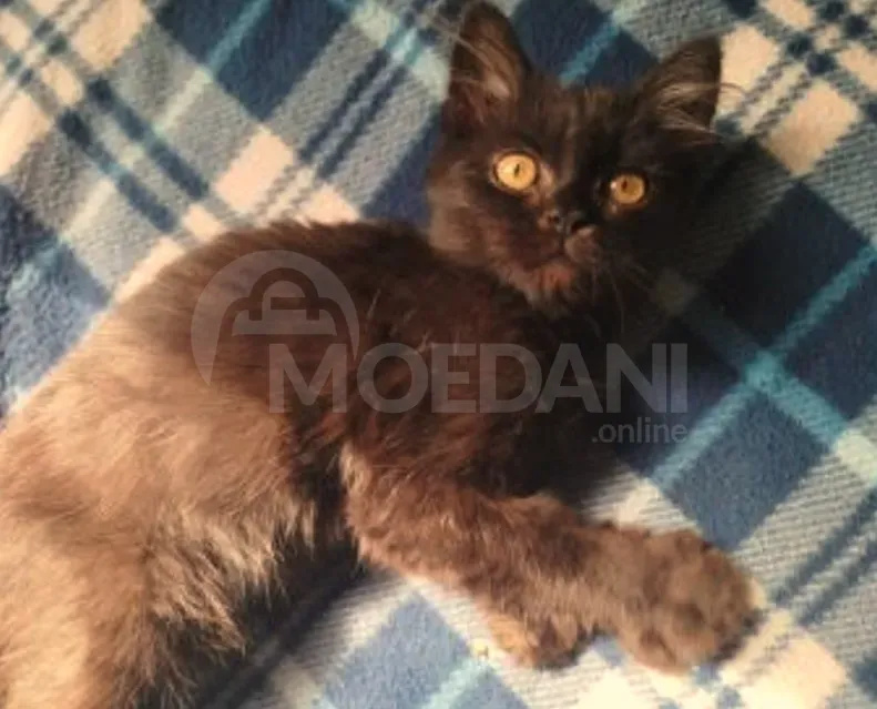 Ბritan kitten Tbilisi - photo 3