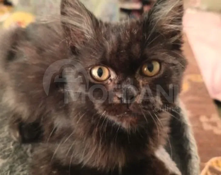 Ბritan kitten Tbilisi - photo 2