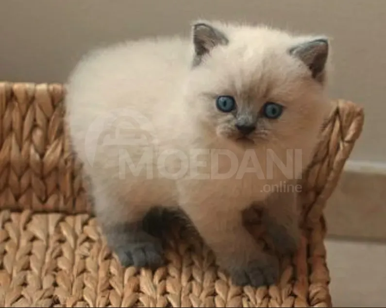 Scottish Straight Tbilisi - photo 1