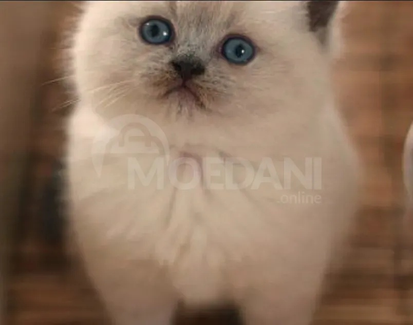 Scottish Straight Tbilisi - photo 2