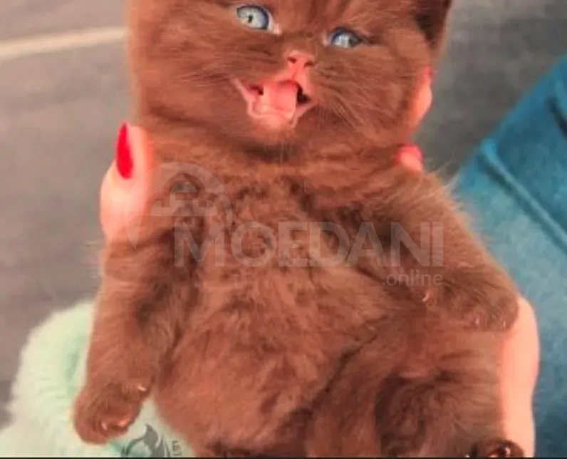 Scottish kitten for sale Tbilisi - photo 1