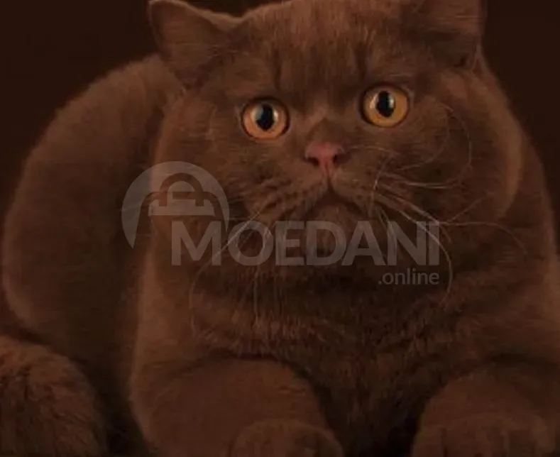 Scottish kitten for sale Tbilisi - photo 2