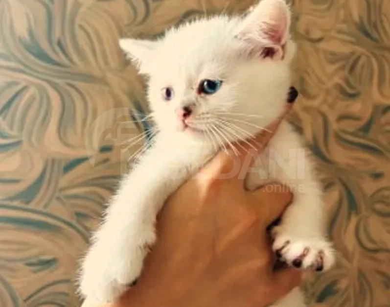 Scottish Straight Poti - photo 1