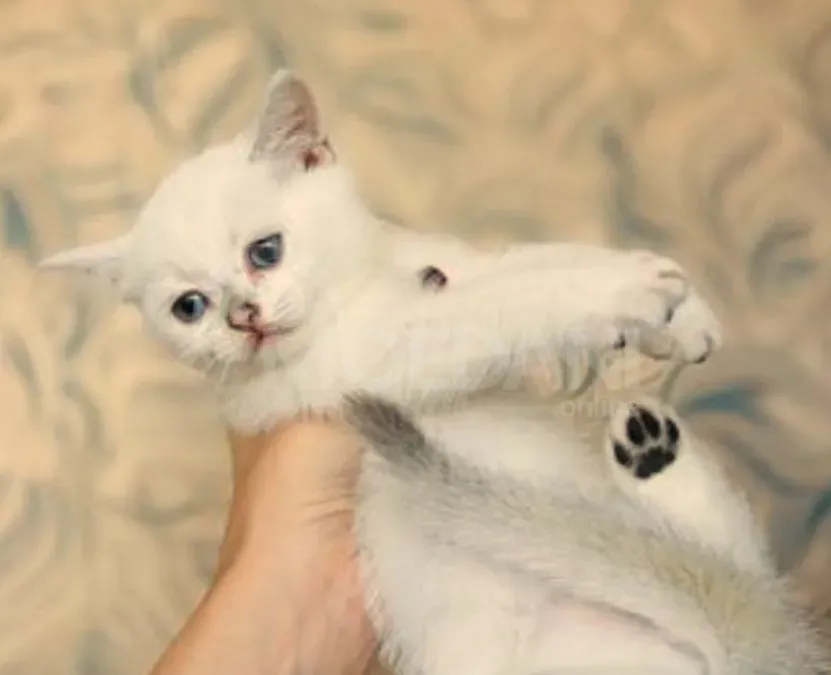 Scottish Straight Poti - photo 2