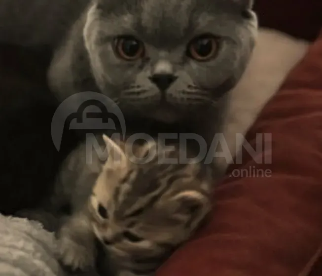 British kittens for sale Tbilisi - photo 4