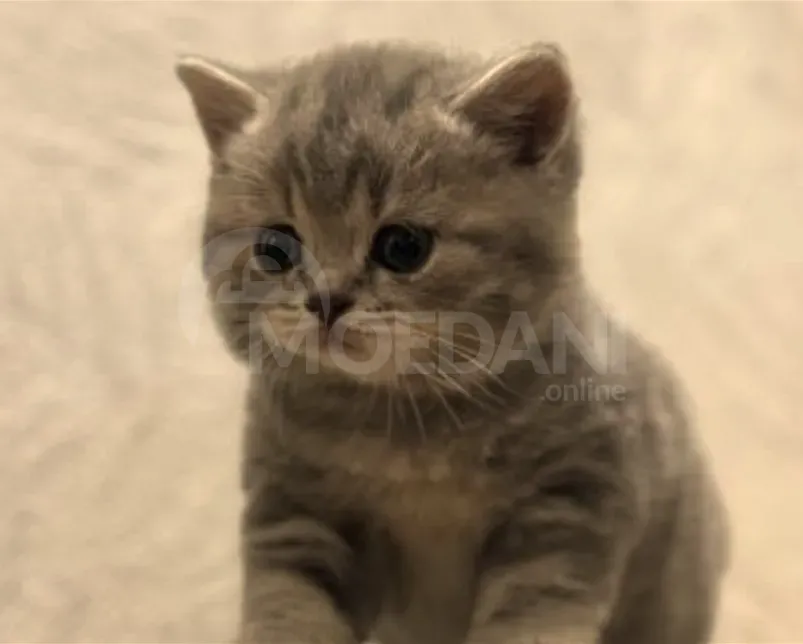 British kittens for sale Tbilisi - photo 2
