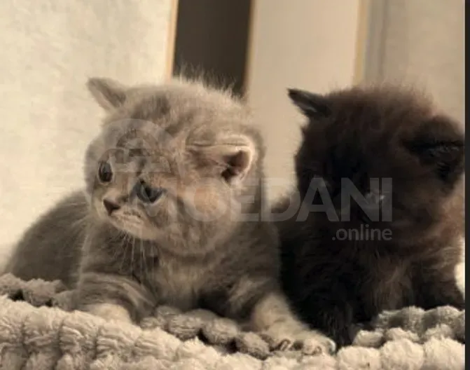 British kittens for sale Tbilisi - photo 1