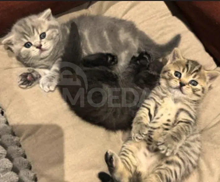 British kittens for sale Tbilisi - photo 5