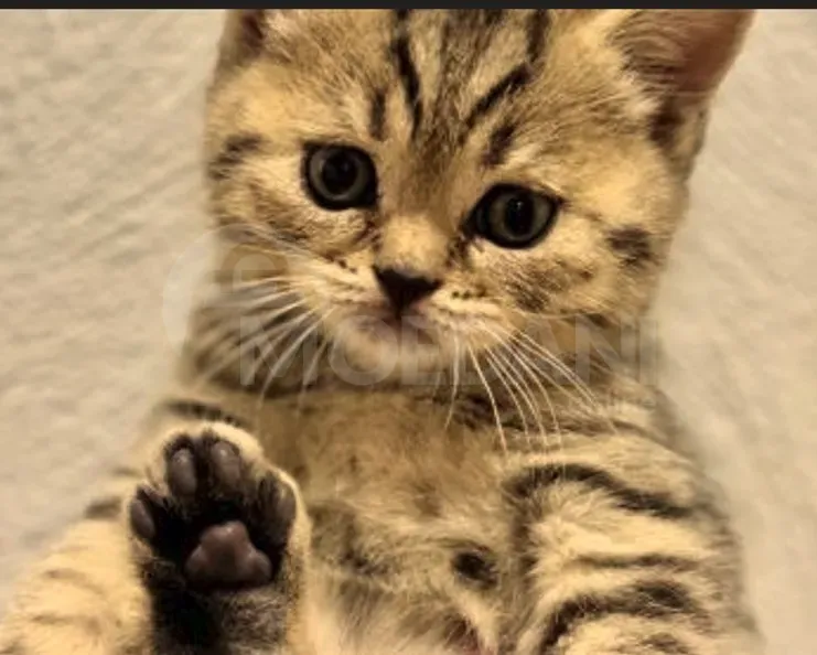 British kittens for sale Tbilisi - photo 3