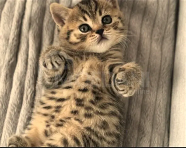 British kittens for sale Tbilisi - photo 8