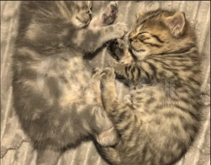 British kittens for sale Tbilisi - photo 6