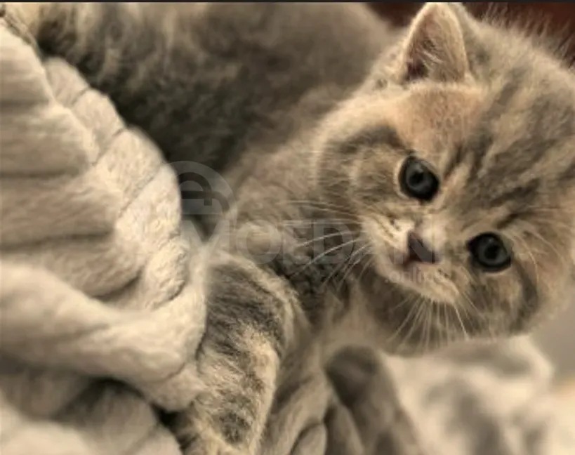 British kittens for sale Tbilisi - photo 9