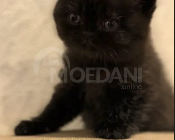 British kittens for sale Tbilisi - photo 7