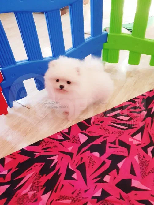 თეთრი პომერანული შპიცი. გთავაზობთ თეთრ ლეკვს საქართველოში თბილისი - photo 1