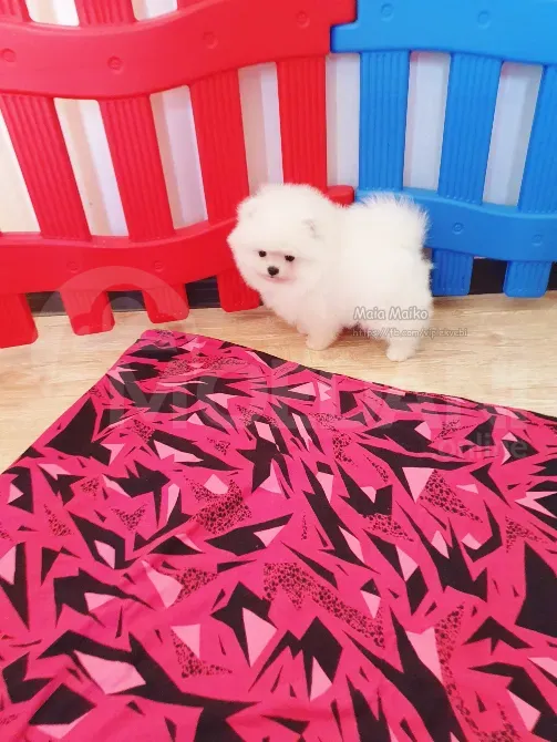 თეთრი პომერანული შპიცი. გთავაზობთ თეთრ ლეკვს საქართველოში თბილისი - photo 4