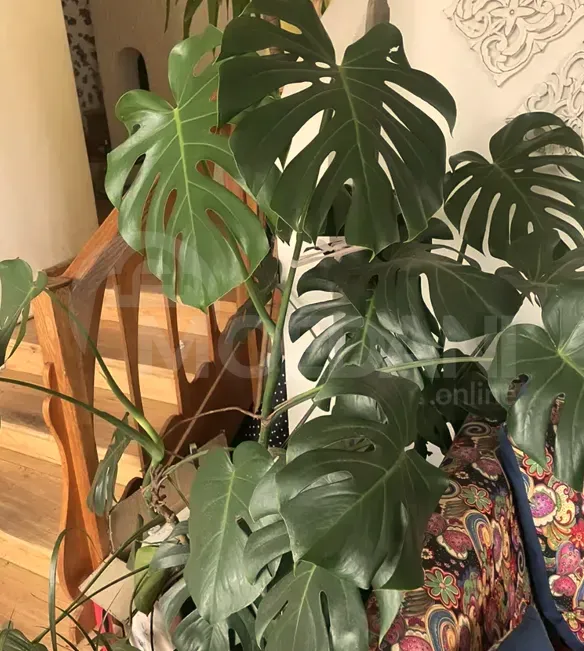 Apartments For Sale three-room 157м² 17/17 floor Tbilisi - photo 8