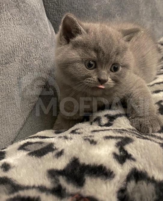 British kitten Tbilisi - photo 1