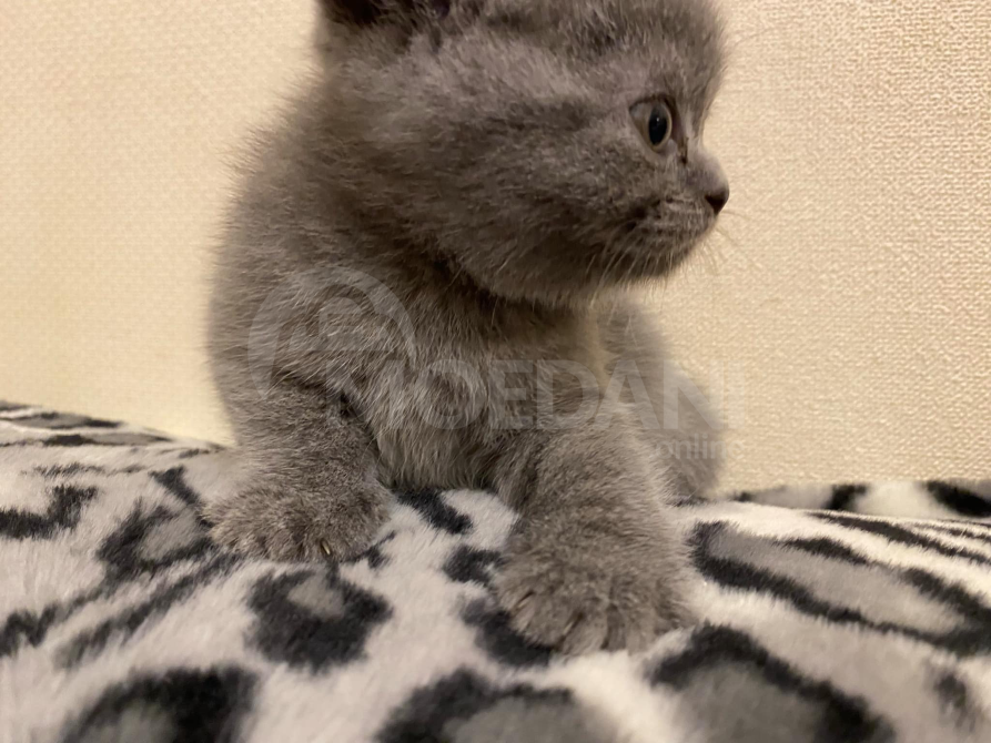 British kitten Tbilisi - photo 2