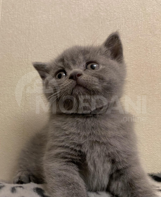 British kitten Tbilisi - photo 3