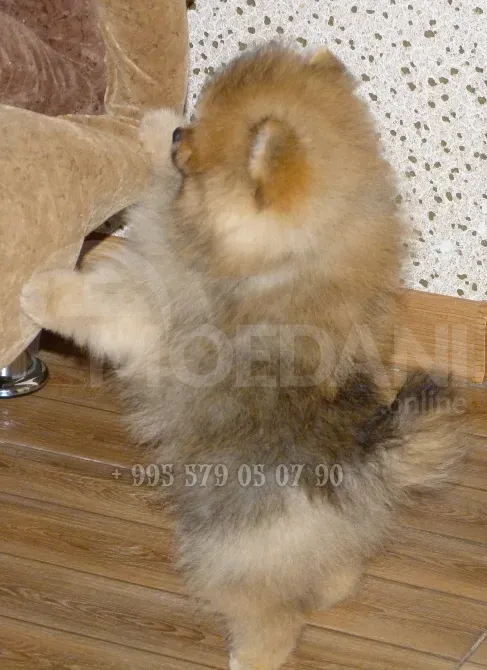 პომერანული შპიცი, მინი ბუ. სუფთა ჯიშის ლეკვები სქელი თმით. თბილისი - photo 5