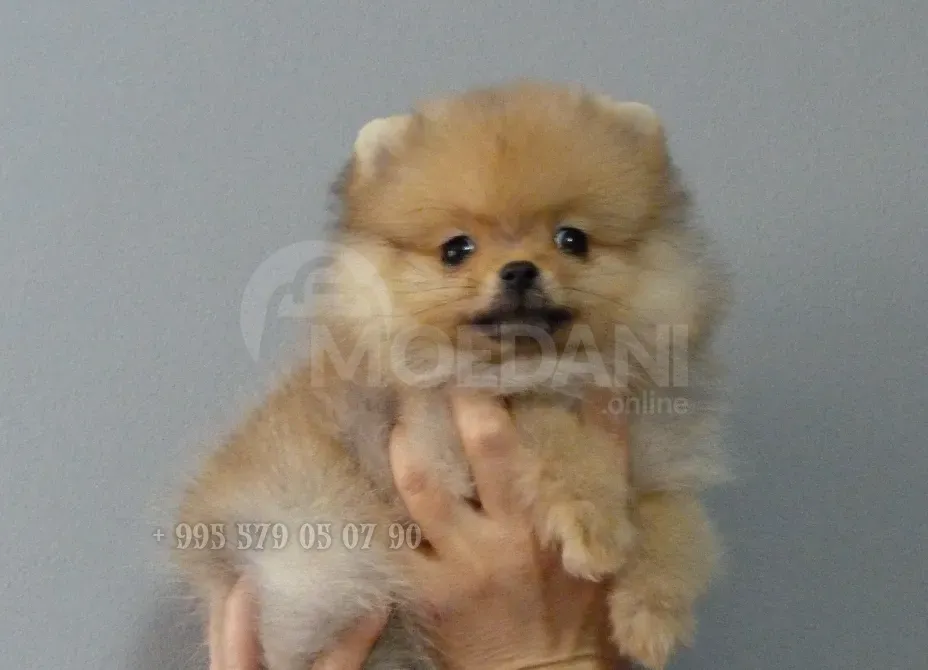 პომერანული შპიცი, მინი ბუ. სუფთა ჯიშის ლეკვები სქელი თმით. თბილისი - photo 3
