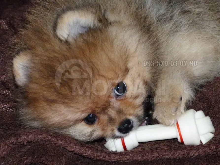 პომერანული შპიცი, მინი ბუ. სუფთა ჯიშის ლეკვები სქელი თმით. თბილისი - photo 6