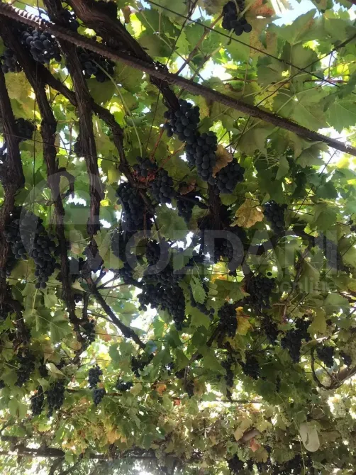 House for sale 310м² Tbilisi - photo 6