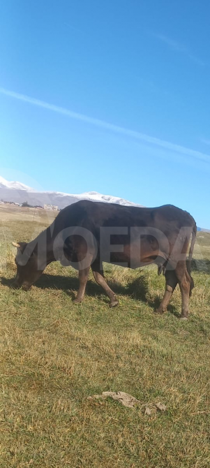 Selling cows Ninocminda - photo 1