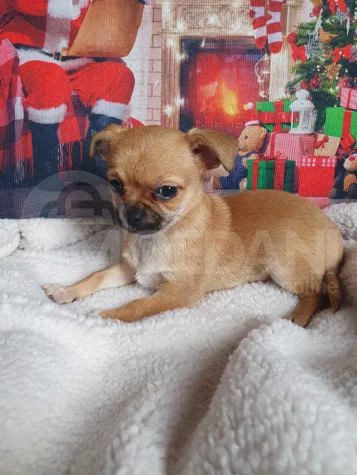 Იყიდება ჩიხუახუას ლეკვი. სუფთა სისხლის. საბუთებით FCI. Тбилиси - изображение 3