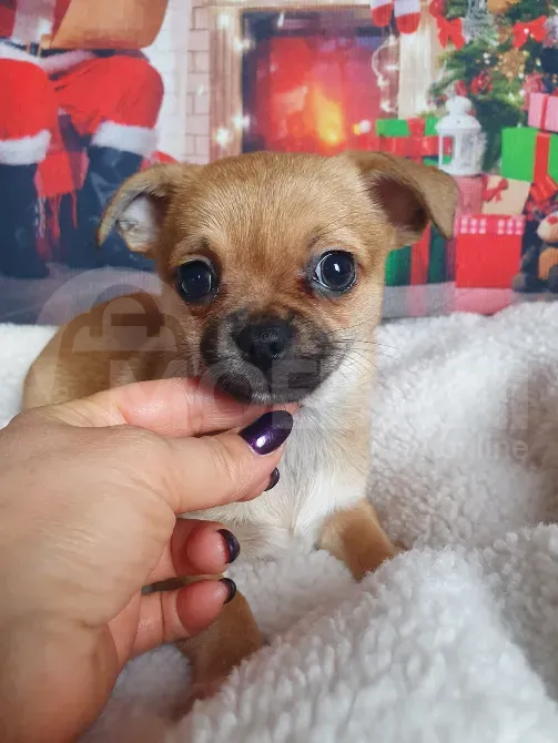 Იყიდება ჩიხუახუას ლეკვი. სუფთა სისხლის. საბუთებით FCI. Тбилиси - изображение 4