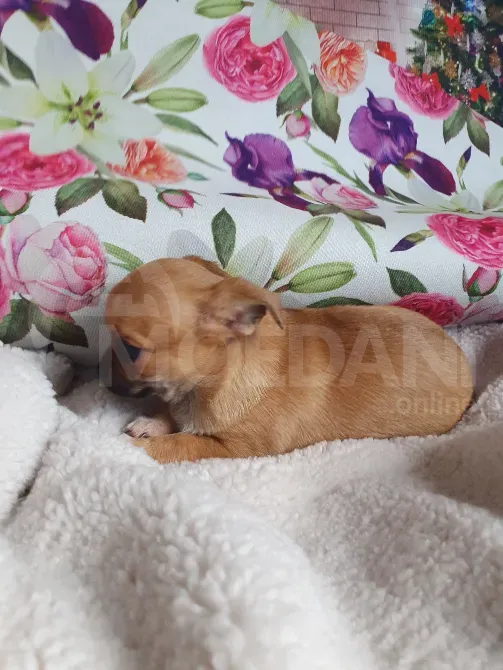 იყიდება ჩიუჰაუას ლეკვი, საყვარელი ბიჭი. FCI დოკუმენტებით. თბილისი - photo 6