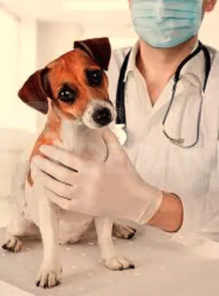 Ვეტ. ექიმის დამხმარე თბილისი - photo 1