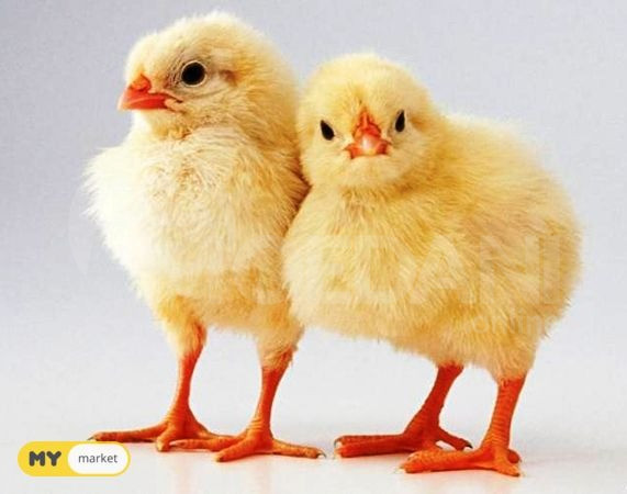 Incubator 48 incubatori 48 incubator inkupatori Tbilisi - photo 3