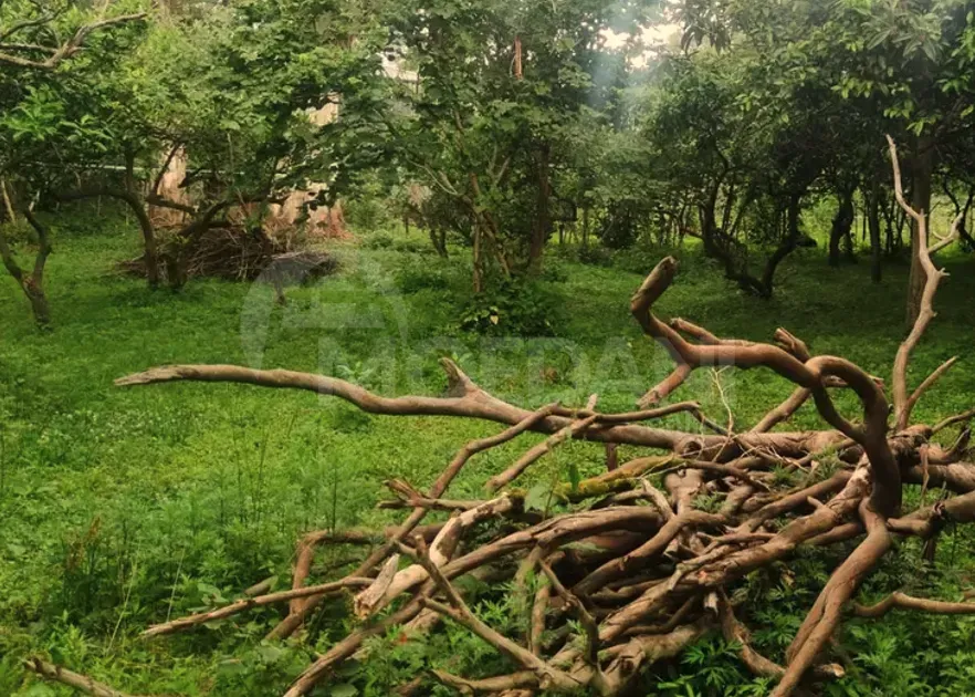 Продам земельный участок 2200м² Батуми - изображение 2